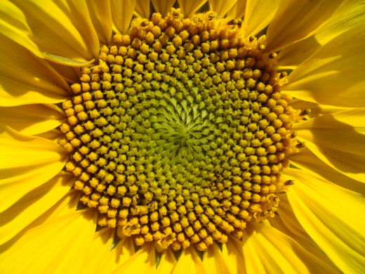 755883 (a): :3264x2448